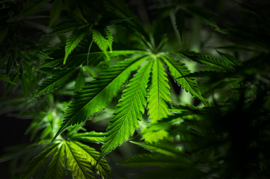 DELTA-8-IN-CALIFORNIA-IS-IT-LEGAL-WHERE-TO-BUY-IN-2022