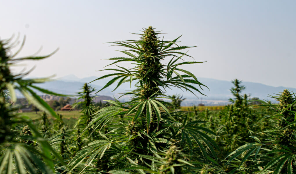 DELTA-8-IN-OREGON_-IS-IT-LEGAL-WHERE-TO-BUY-IN-2022_