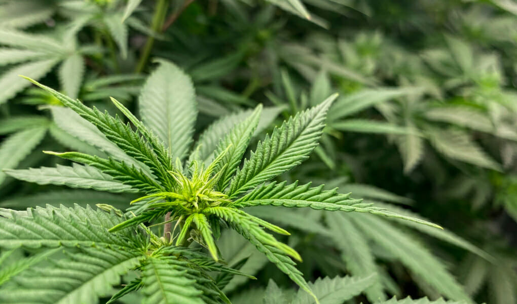 DELTA-8-THC-IN-MICHIGAN