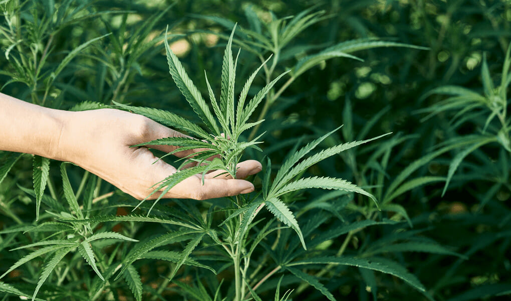 OF ALL THE CANNABINOIDS, WHY CHOOSE DELTA-8?