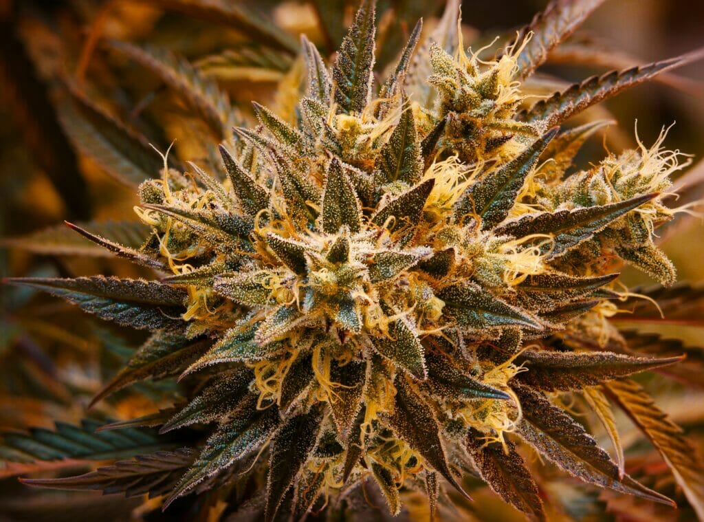 Pros and Cons of Delta-8